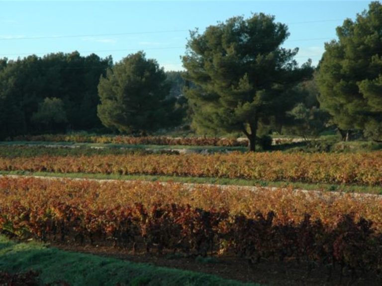 Domaine de Terrebrune