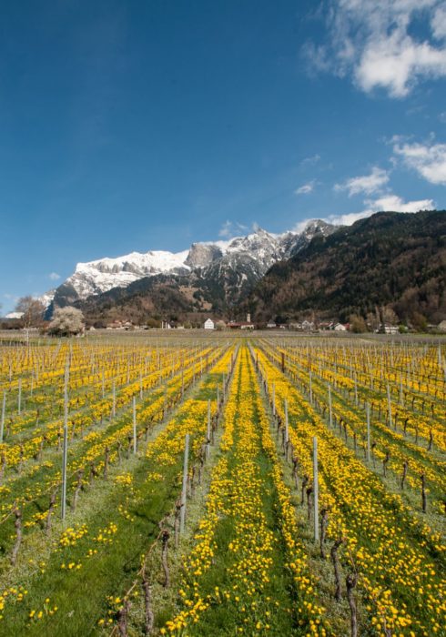 Obrecht Weingut zur Sonne